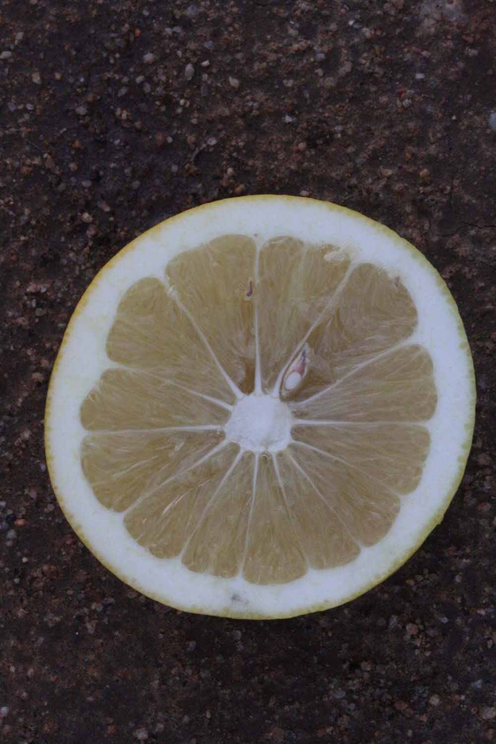              Fruit cross-section (Riverside, CA)       